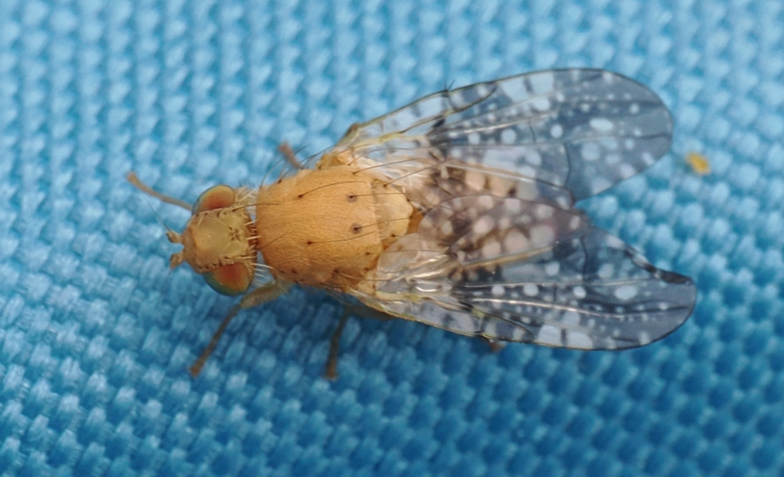 Acinia-corniculata